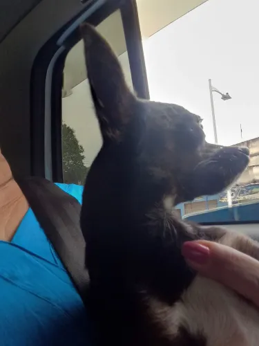 Pinscher 1
