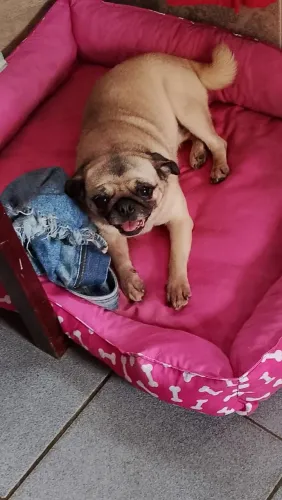 Pug fêmea jovem aceito outras raças