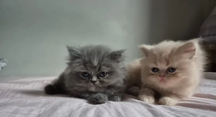 Filhotes de gato persa 