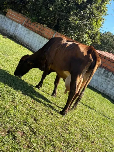 Precisa-se de casal de caseiro Para Trabalhar em SP