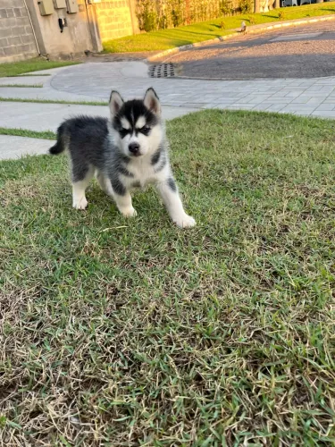 Husky siberiano