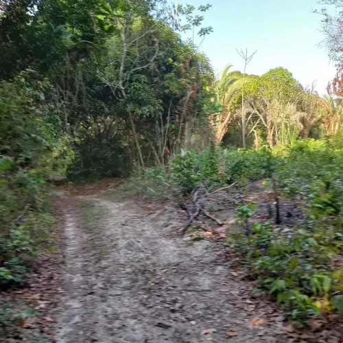 200 hectares de terra bruta já roçada
