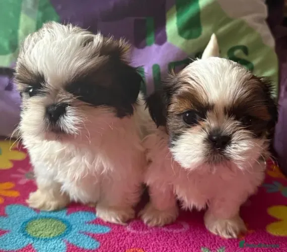 Filhote de cachorro shih tzu/shitzu dócil e saudável para lar