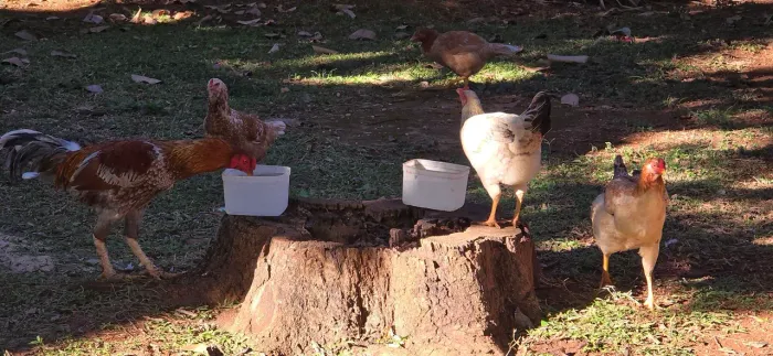 Vendo galinha e galo caipira