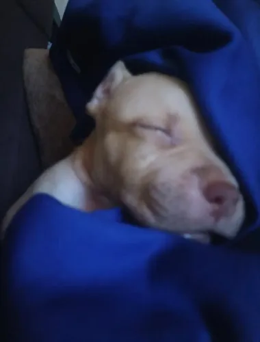 Pitbull monster
