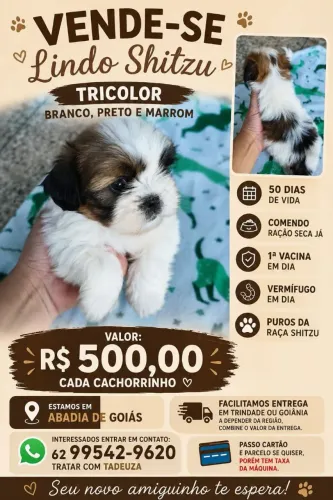 Shitzu macho  com 50dias