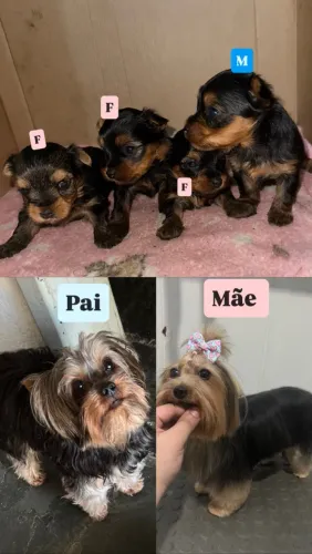 Filhotes disponíveis 