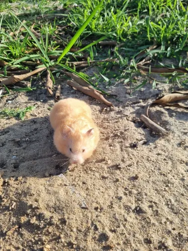 Hamster