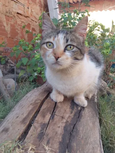 Gata adulta castrada para adoção responsável