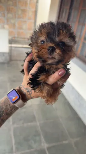 Filhote lindo raça yorkshire terrier