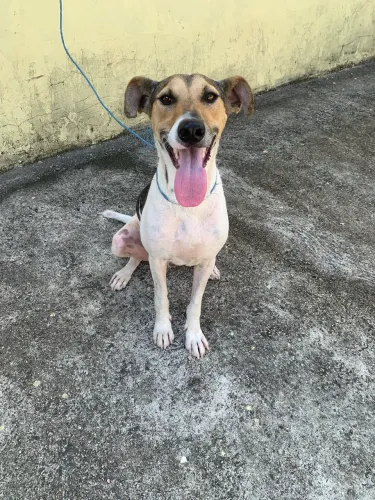 Doação de cachorro