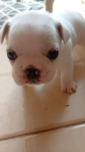 Buldogue francês