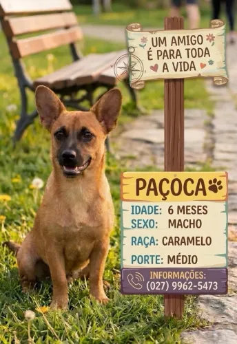 Doação de pet 