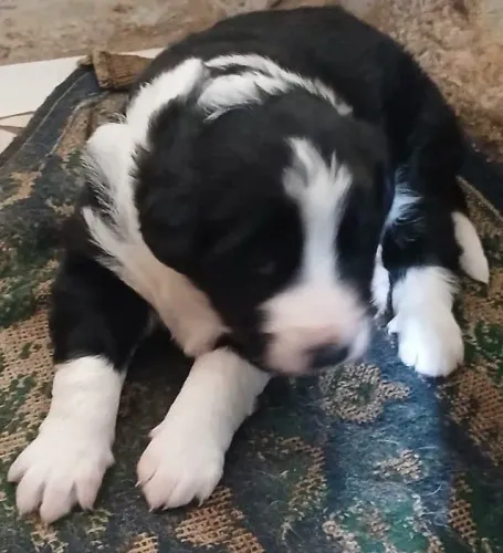 Fêmea border Collie 