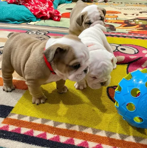 Filhote Buldogue inglês