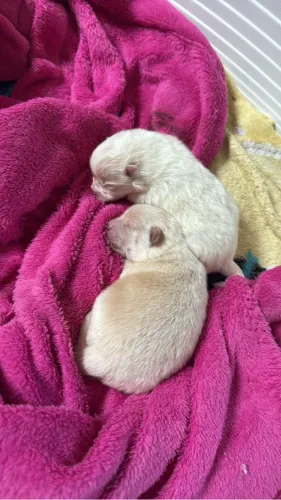 Vende-se Lulu da pomerânia