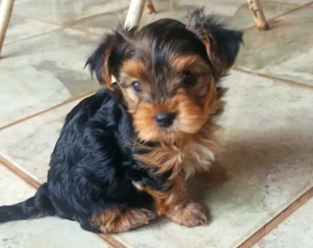 Yorkshire terrier puro