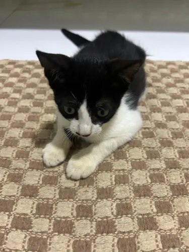 Gatinha 