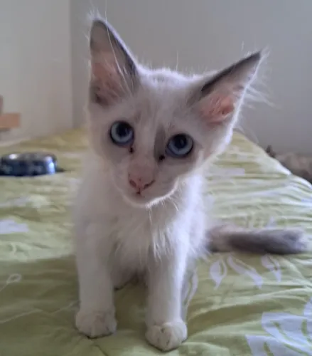 Gatinha para adoção