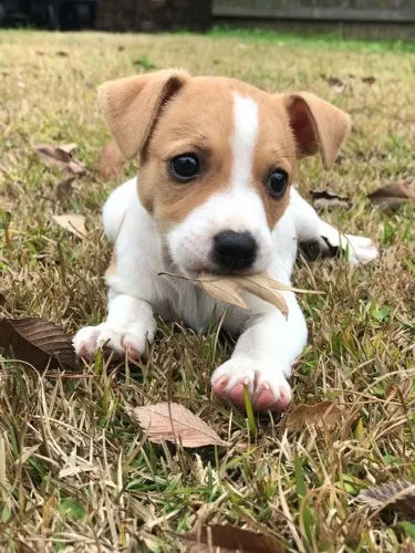 Jack russel branco e dourado