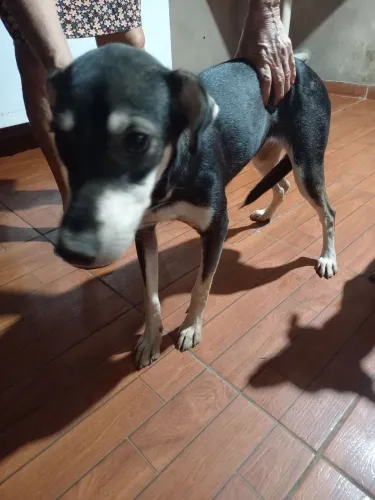 Doa-se essa cadela de porte médio 8 meses