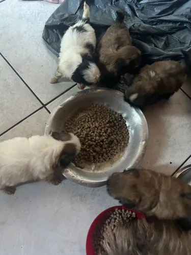 Facilito entrega, já estão vermifugados e comendo ração 