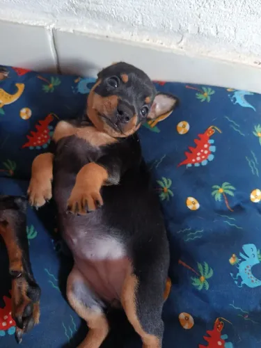 Filhote de pinscher disponíveis
