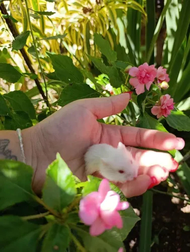 Babys hamsters para venda