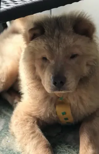 Chow chow