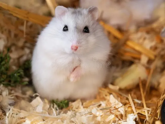 Hamster Winter White Macho/Fêmea - Jovem e Saudável