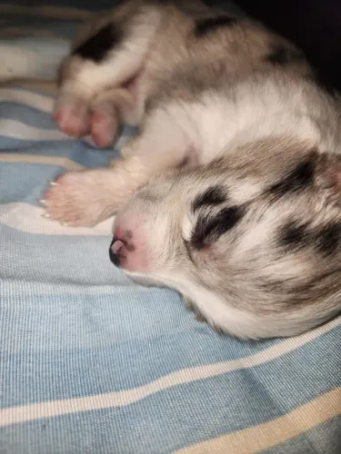 Cachorro