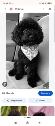 Poodle macho