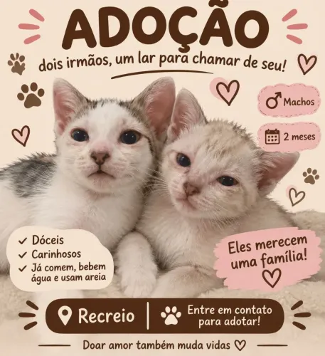 Gatinhos para doação