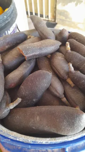 Jatobá do Cerrado Natural - 1kg a 100kg - Atacado e Varejo