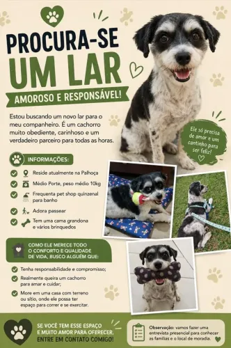 Doação Cachorro resgatado e castrado
