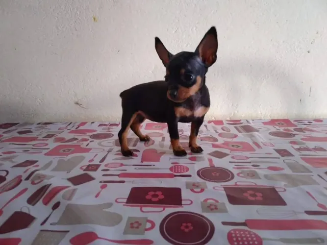 Pinscher miniatura puro