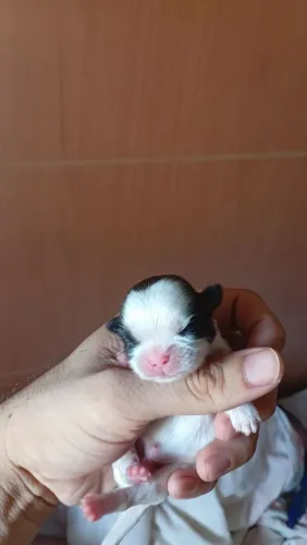 SHIHTZU DISPONÍVEL