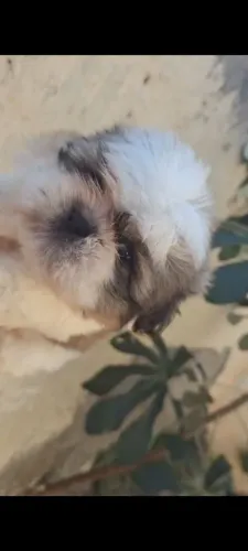 Shih-tzu machinho