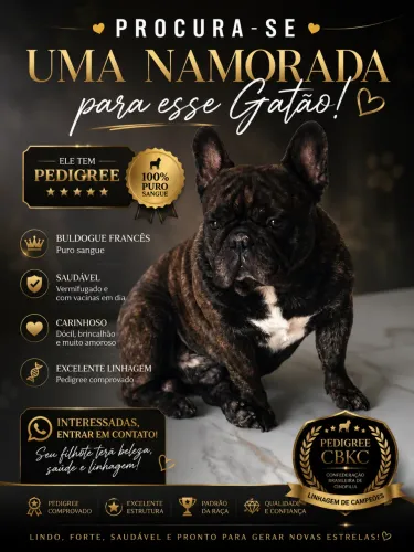 Buldogue procura namorada