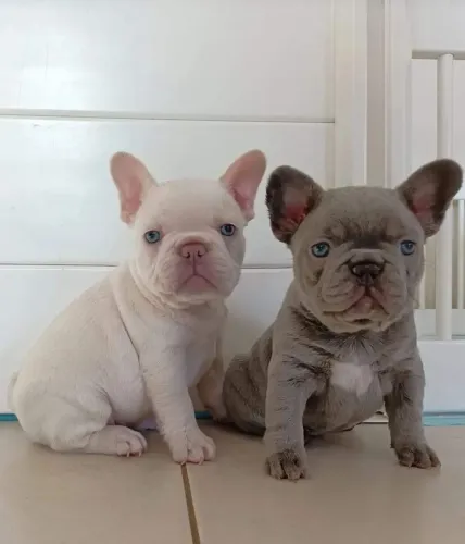 Bulldogue Francês - Companheiro Fiel A Procura De Você!