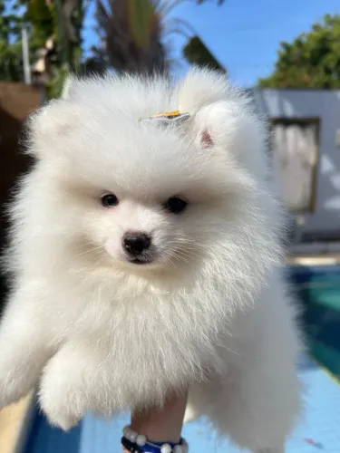 Cachorro lulu da Pomerania