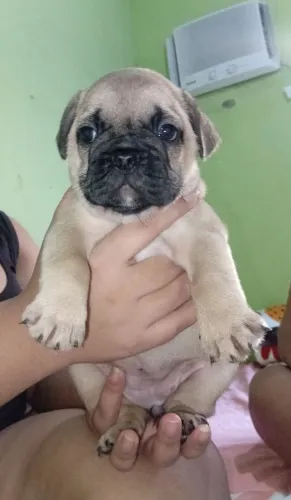 Vendo cachorro 