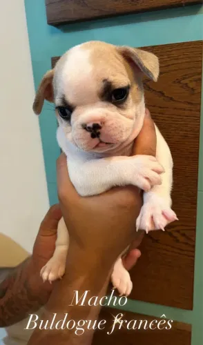 Vendo filhotes de buldogue francês