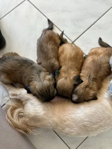 Disponível filhotes shih tzu