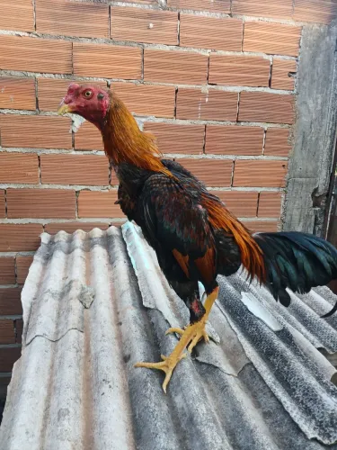 2 FRANGOS INDIOS