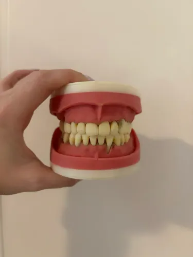 MANEQUIM PERIODONTIA PRO NEW - usado