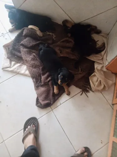 Filhotes de rottweiler