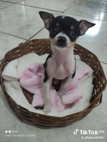 Vendo Pincher 0