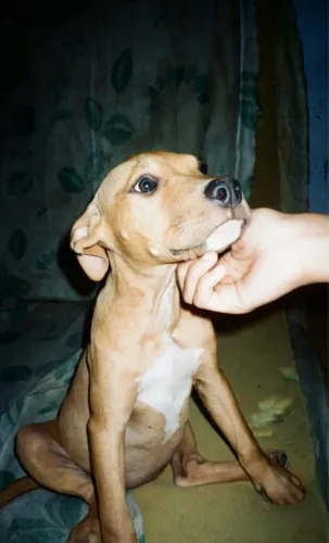 Estou doando pitbull fêmea 
