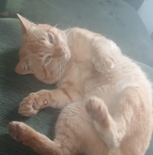 ADOTE lindo gato pelagem laranja castradinho